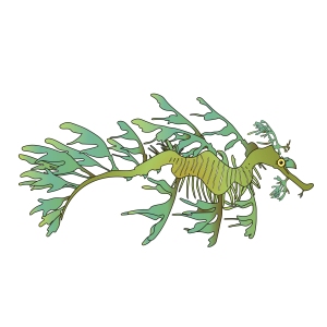 Leafy sea dragon4
