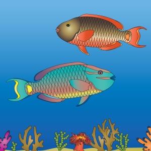 Parrotfish in reef2