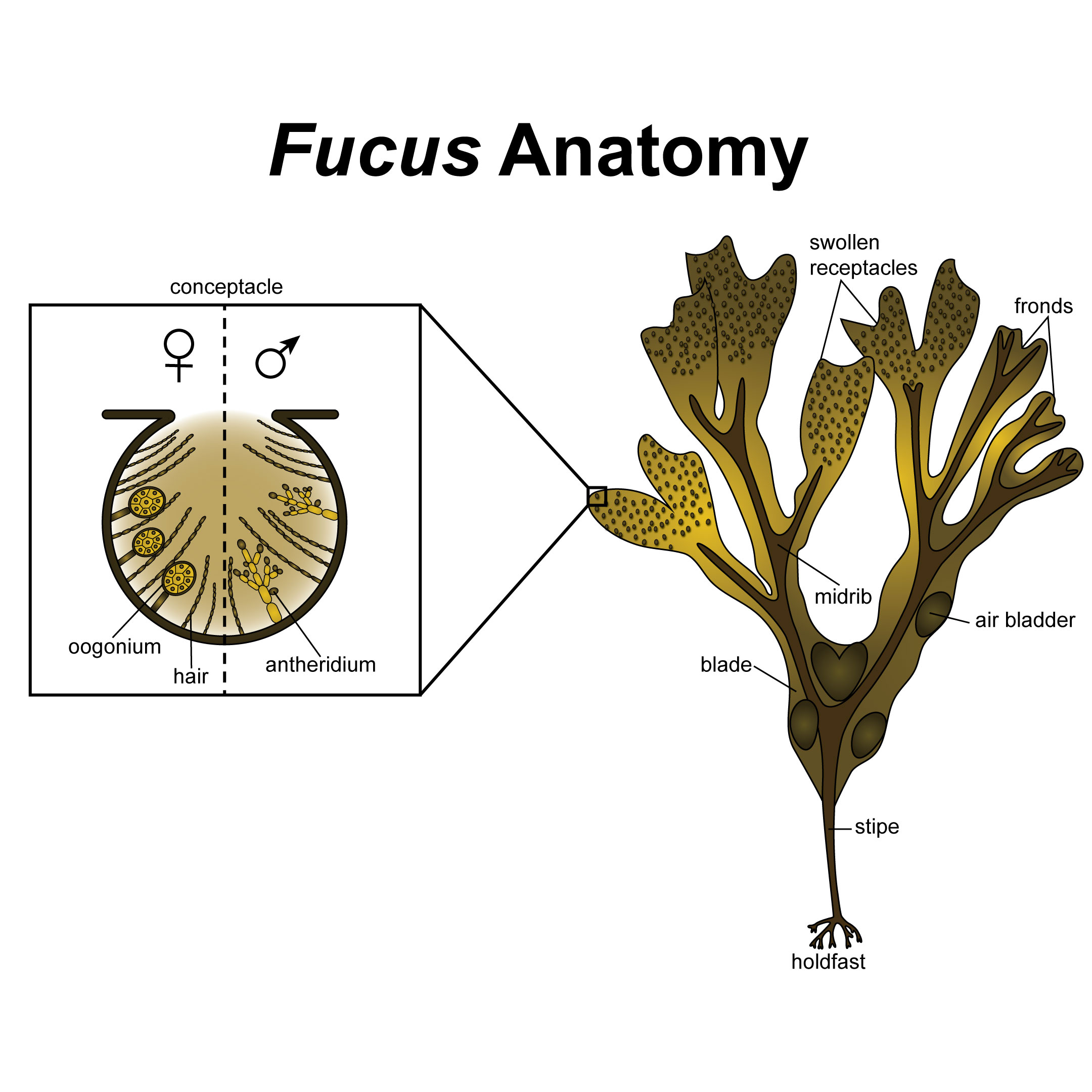 Фукус группа. Фукус водоросль Тихоокенская. Фукус строение. Фукус водоросль строение. Внешнее строение Fucus vesiculosus.