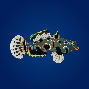 spotted-mandarin-goby2