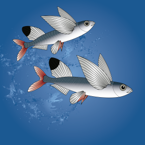 sailfin-flyingfish3